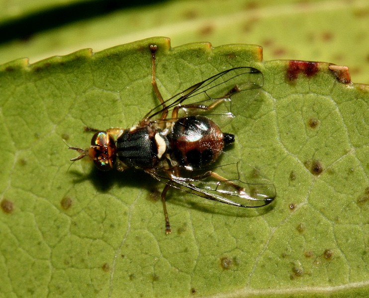 Scovata la mosca olearia: Bactrocera oleae M/F (Tephritidae)